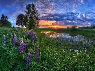 Jigsaw Puzzle «Flowers at sunset»
