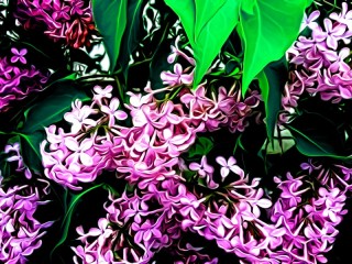 Zagadka «Lilac flowers»