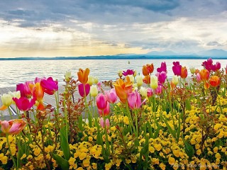 Пазл «Цветы у озера»