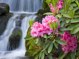 Пазл «Цветы у водопада»