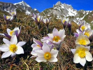 Пазл «Цветы в горах»