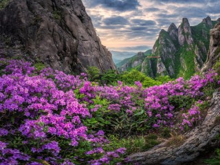 Пазл «Цветы в горах»