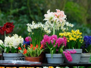 Пазл «Flowers in pots»