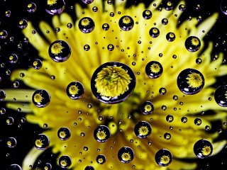 Rompecabezas «Flowers in drops»