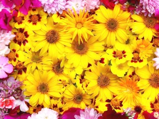 Пазл «flowers in flowers»