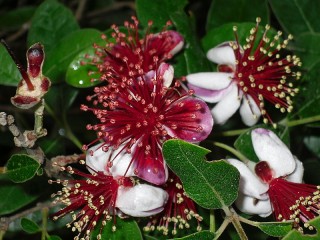Jigsaw Puzzle «Flowers feijoa»
