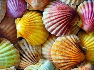 Jigsaw Puzzle «Colored shells»