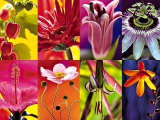 Rompecabezas «Floral collage»