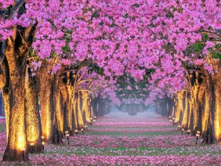 Quebra-cabeça «flower corridor»