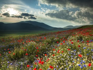 Slagalica «Flower carpet»