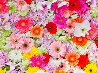 Пазл «Flower carpet»