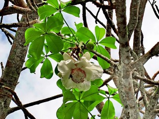 Zagadka «Flower of the baobab tree»