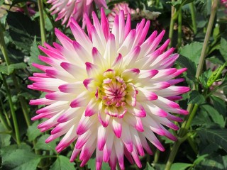 Rompicapo «Flower Dahlia»