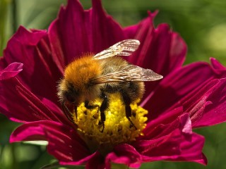 Slagalica «Flower and bee»