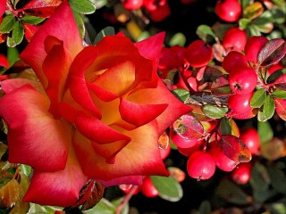 Пазл «Цветок и ягоды»