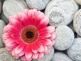 Jigsaw Puzzle «Flower on stones»