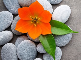 Пазл «Цветок на камнях»