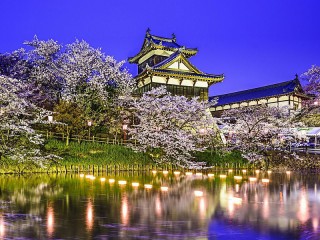Пазл «Цветущая сакура в Японии»