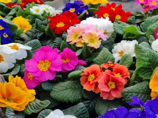 Jigsaw Puzzle «blooming primroses»