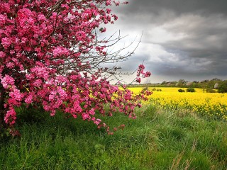Пазл «Blossoming bush»