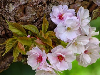 Jigsaw Puzzle «cherry blossom»