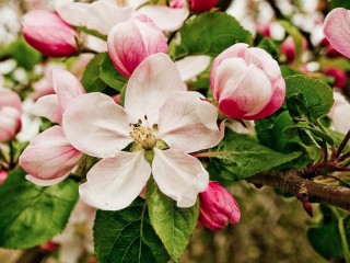 Puzzle «Blossoming apple tree»