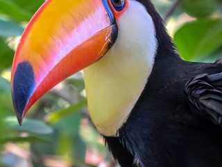 Jigsaw Puzzle «Toucan»