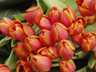 Quebra-cabeça «Tulips»