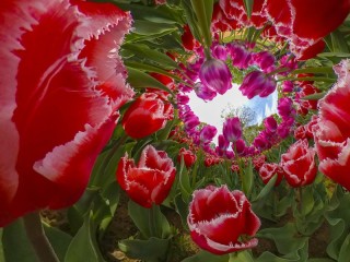 Quebra-cabeça «tulips»