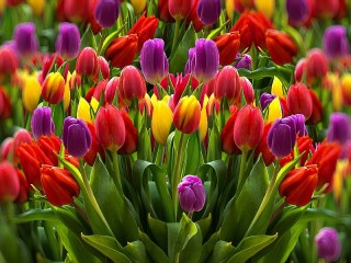 Puzzle «Tulips»