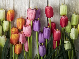 Slagalica «Tulips»