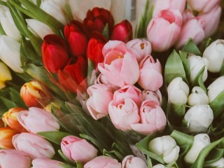 Jigsaw Puzzle «Tulips»