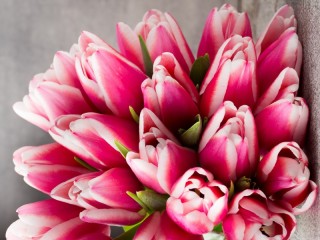 Rätsel «Tulips»