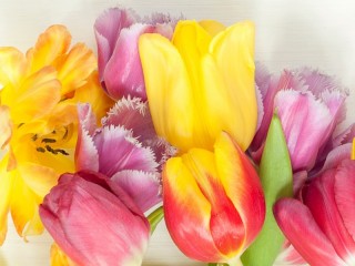 Jigsaw Puzzle «Tulips»