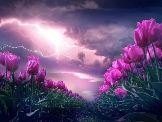 Quebra-cabeça «Tulips and storm»