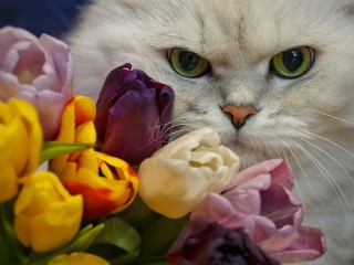 Пазл «Тюльпаны и кот»