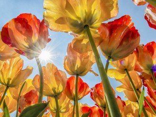Jigsaw Puzzle «Tulips and sun»
