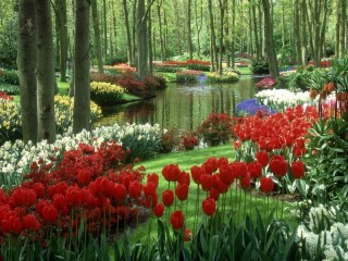 Пазл «Тюльпаны в  парке»