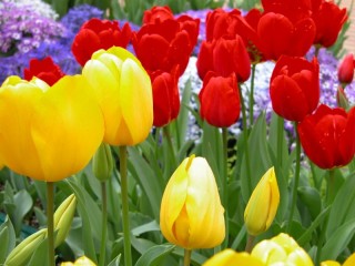 Jigsaw Puzzle «Tulips in the garden»