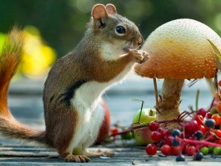 Rompecabezas «Squirrel treat»