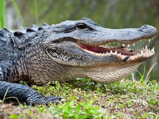 Jigsaw Puzzle «The smile of a crocodile»