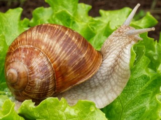 Rätsel «Snail»