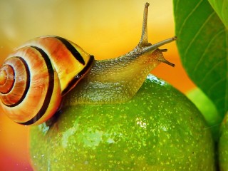 Slagalica «Snail»