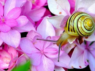 Пазл «Snail on hydrangea»