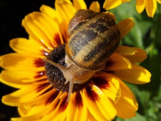 Jigsaw Puzzle «Snail on a flower»