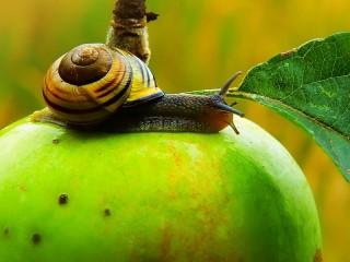 Jigsaw Puzzle «Snail on an Apple»