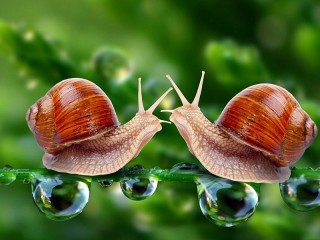 Пазл «Snails»