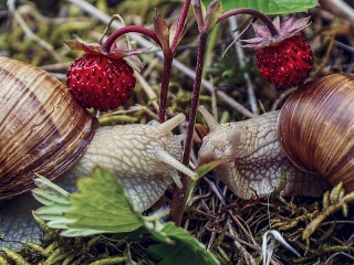 Jigsaw Puzzle «Snails on a date»