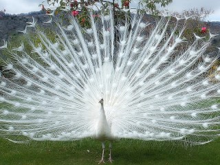 Puzzle «Unique peacock»