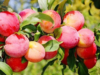 Пазл «Harvest plum»